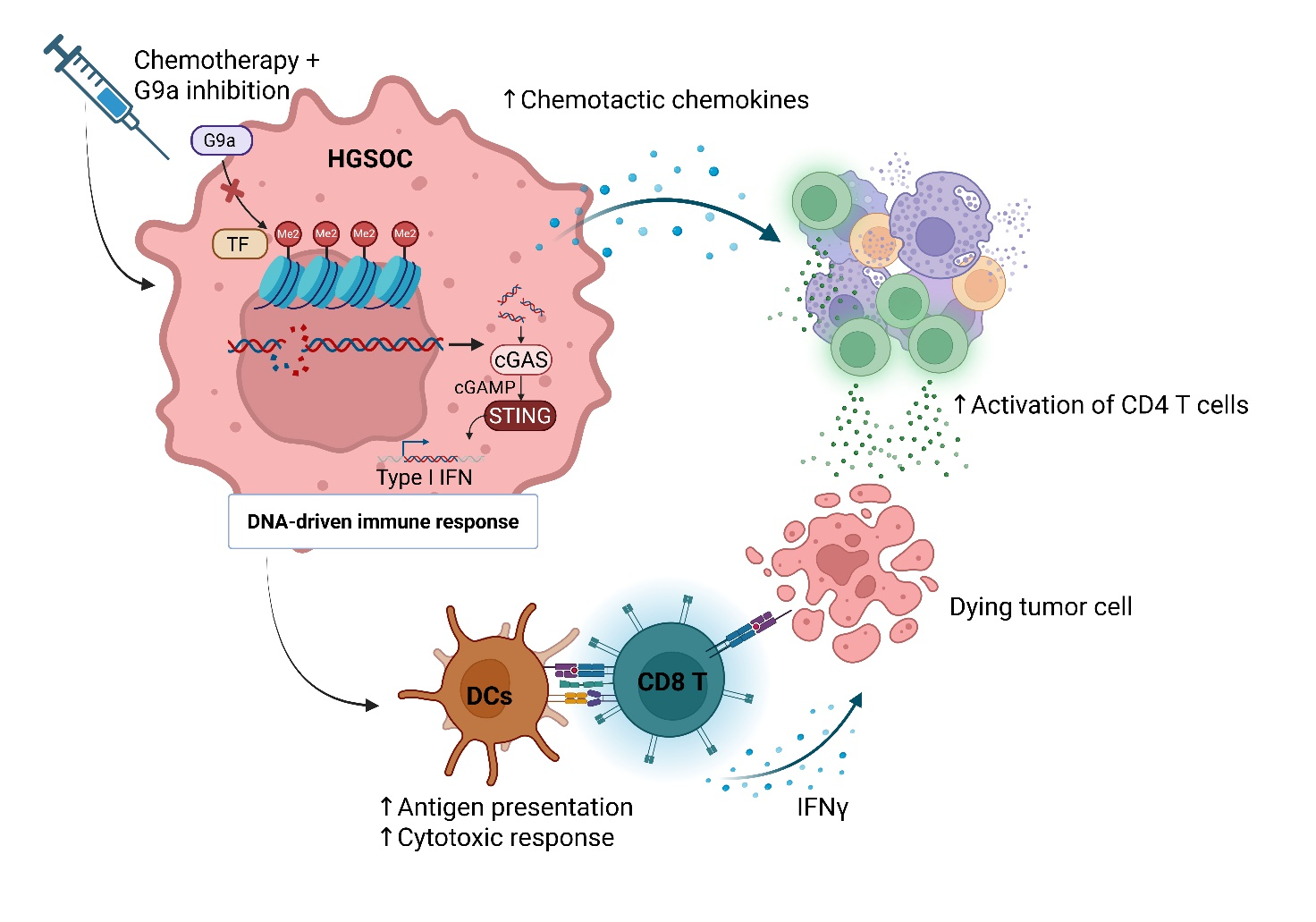 Immune system contribution in overcoming therapeutic resistance in ovarian cancer 