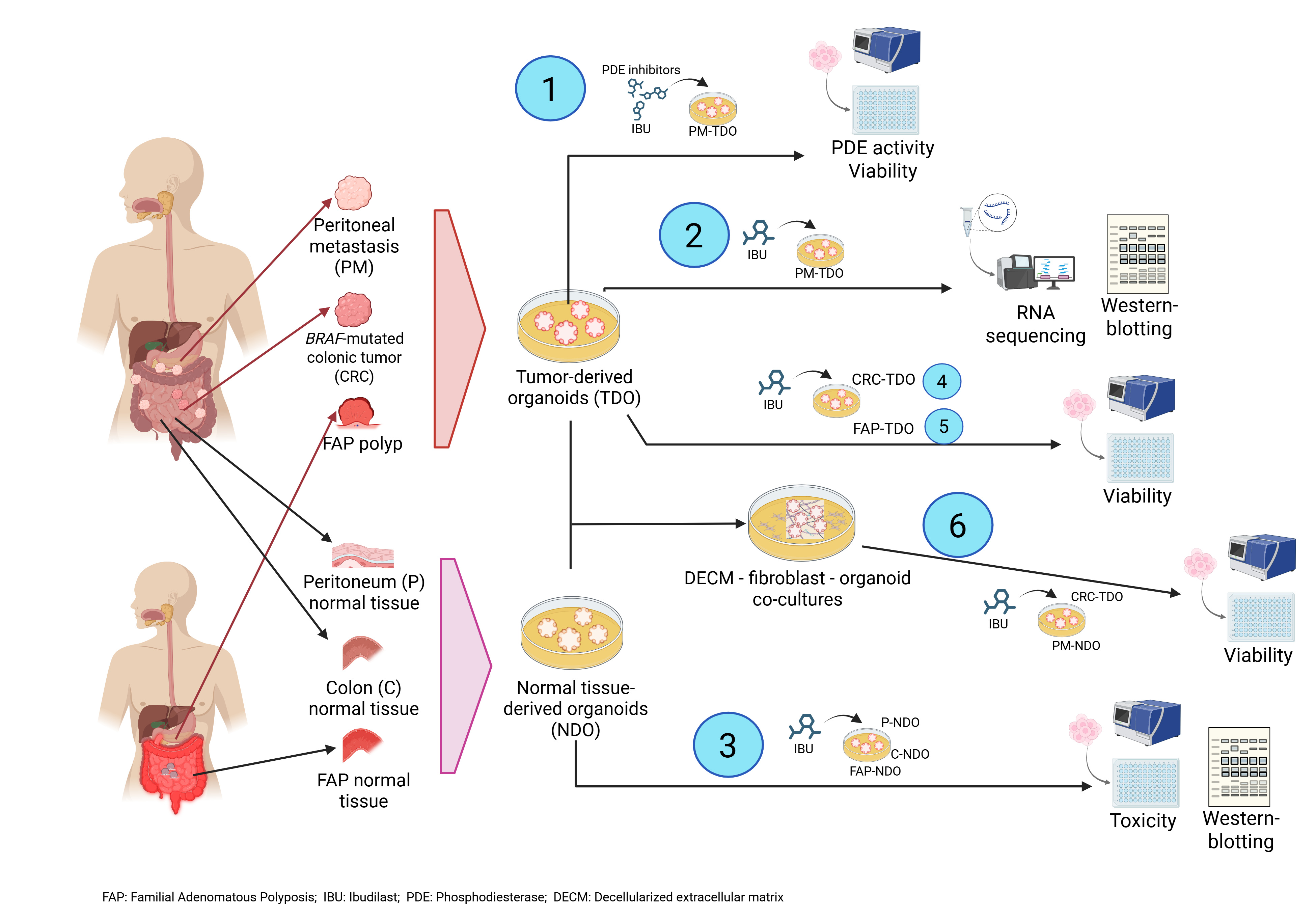 The anti-inflammatory drug Ibudilast repurposed for the treatment of colorectal cancer