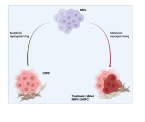 Alternative functions of mast cells shape castration resistence and neuroendocrine differentation of prostate cancer