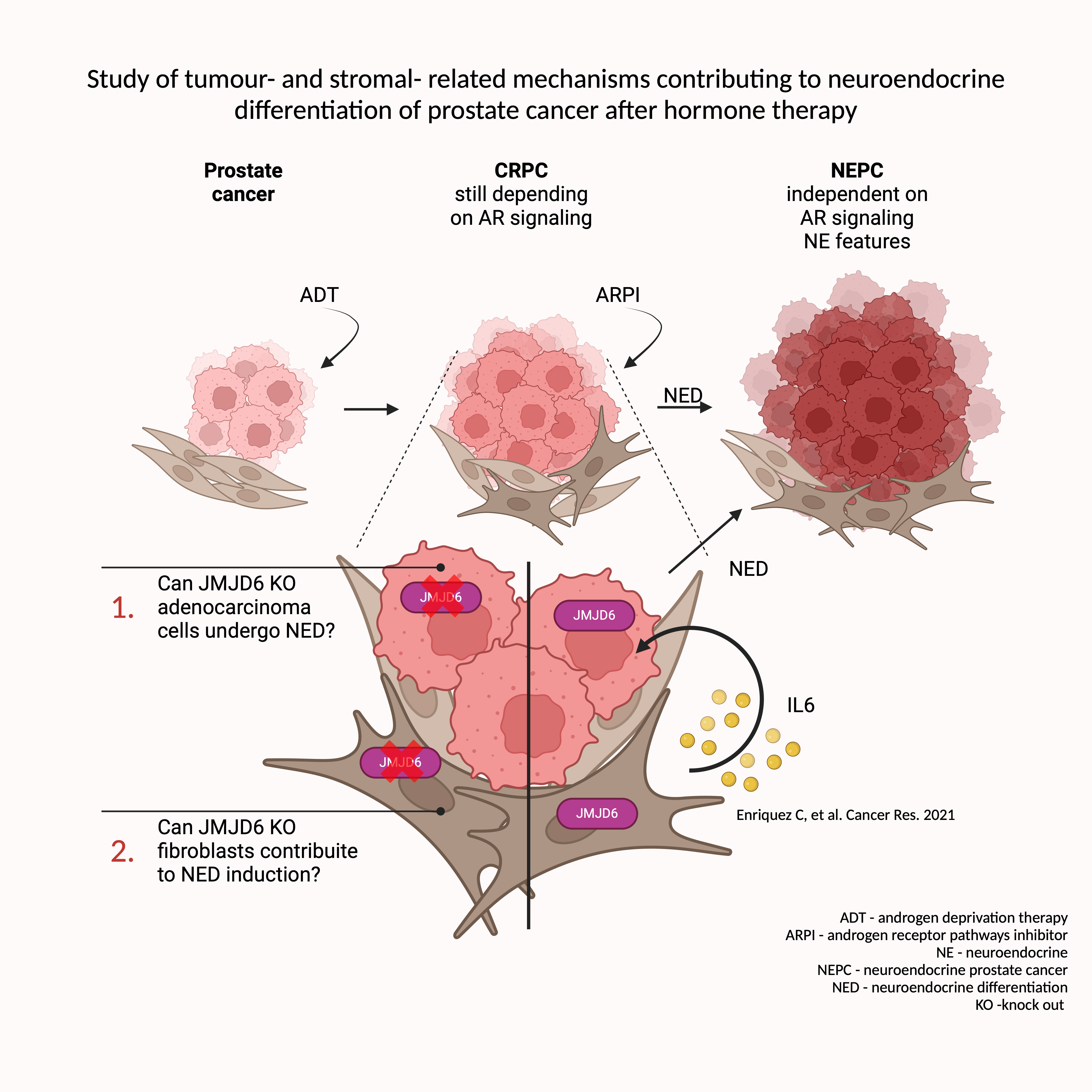 Study of tumour- and stromal- related mechanisms contributing to neuroendocrine differentiation of prostate cancer after hormone therapy