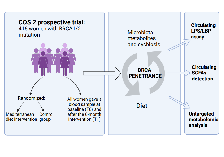 Metabolomics and penetrance of BRCA genes: role of circulating microbiota metabolites as disease modulators in women with BRCA1/2 mutation