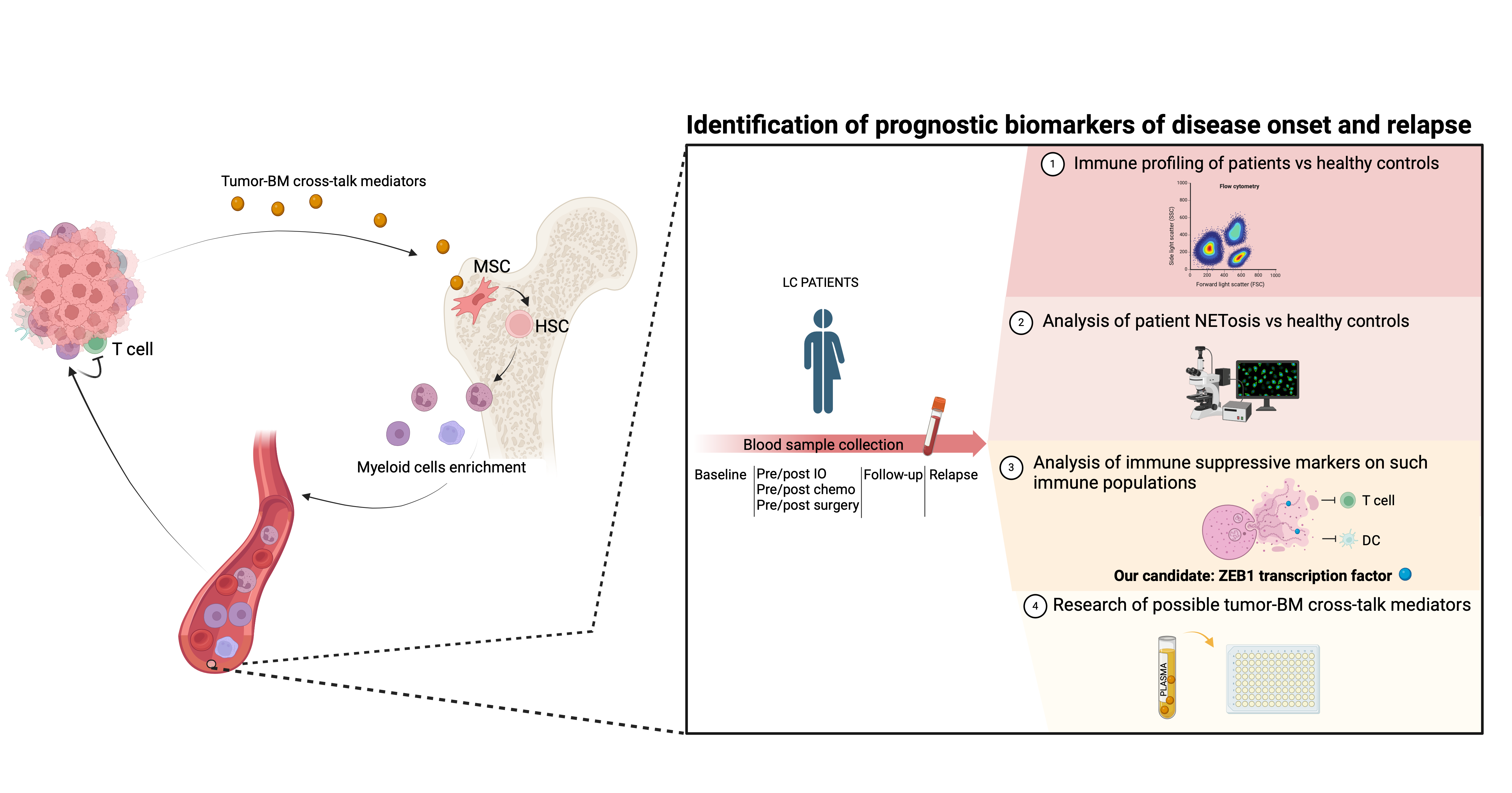 Exploiting the role of neutrophils extracellular traps (NETs) and associated ZEB1 molecule in the development of immune suppressive niches in lung cancer